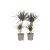 Dracaena Marginata - Set Van 2 - Drakenbloedboom - Pot 17cm - Hoogte 70-80cm -Prospeli Winkel 1000043699