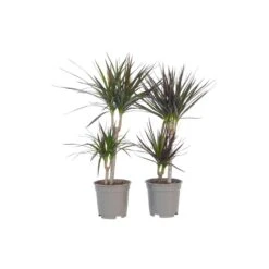 Dracaena Marginata - Set Van 2 - Drakenbloedboom - Pot 17cm - Hoogte 70-80cm