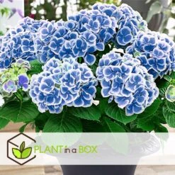 Hydrangea Bicolor 'Bavaria' Blue - Set Van 3 - Pot 9cm - Hoogte 25-40cm -Prospeli Winkel 1000046171 0103