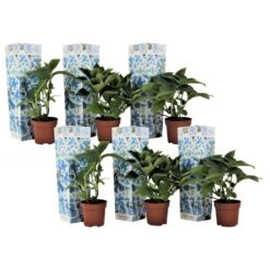 Hydrangea Bicolor 'Bavaria' Blue - Set Van 3 - Pot 9cm - Hoogte 25-40cm