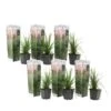 Cortaderia Selloana - Set Van 6 - Siergras - Roze - Pot 9cm - Hoogte 25-40cm 2 Cortaderia Selloana - Set Van 6 - Siergras - Roze - Pot 9cm - Hoogte 25-40cm -Prospeli Winkel 1000046176