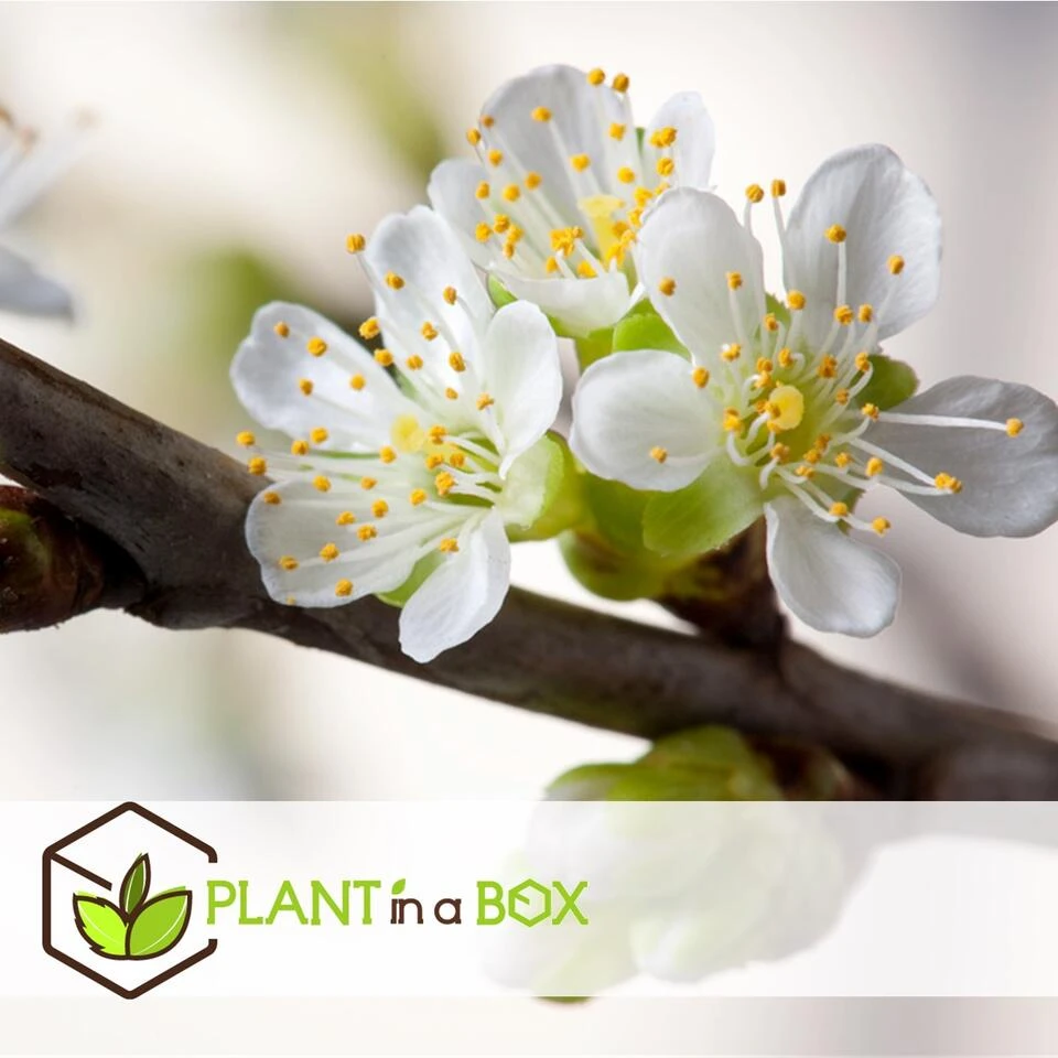 TRIO Appelboom - Set Van 2 - Malus - Pot 17cm - Hoogte 60-70cm 6 TRIO Appelboom - Set Van 2 - Malus - Pot 17cm - Hoogte 60-70cm - Afbeelding 4