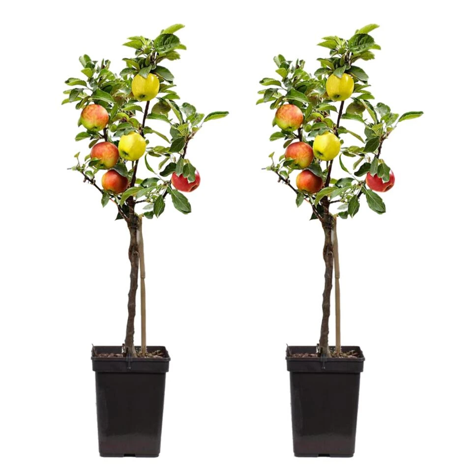 TRIO Appelboom - Set Van 2 - Malus - Pot 17cm - Hoogte 60-70cm 3 TRIO Appelboom - Set Van 2 - Malus - Pot 17cm - Hoogte 60-70cm