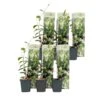 Toscaanse Jasmijn - Set Van 6 - Tuinplanten - Wit - Pot 9cm - Hoogte 25-40cm -Prospeli Winkel 1000046214