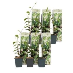 Toscaanse Jasmijn - Set Van 6 - Tuinplanten - Wit - Pot 9cm - Hoogte 25-40cm