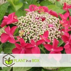 Hortensia Teller - Set Van 3 - Roze - Tuinhortensia - Pot 9cm - Hoogte 25-40cm -Prospeli Winkel 1000046234 0102