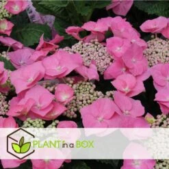 Hortensia Teller - Set Van 3 - Roze - Tuinhortensia - Pot 9cm - Hoogte 25-40cm -Prospeli Winkel 1000046234 0103
