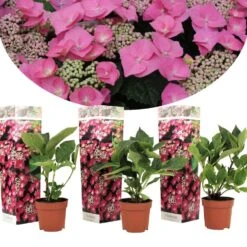 Hortensia Teller - Set Van 3 - Roze - Tuinhortensia - Pot 9cm - Hoogte 25-40cm