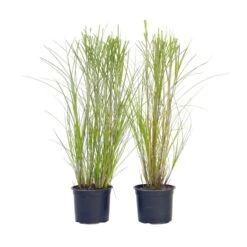 Miscanthus Gracilimus - Set Van 2 - Siergrassen - Pot 23cm - Hoogte 40-60cm