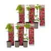 Frambozenplant - Set Van 6 - Frambozenstruik - Pot 9cm - Hoogte 25-40cm