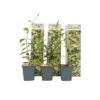Toscaanse Jasmijn - Set Van 3 - Geel - Tuinplanten - Pot 9cm - Hoogte 25-40cm 1 Toscaanse Jasmijn - Set Van 3 - Geel - Tuinplanten - Pot 9cm - Hoogte 25-40cm -Prospeli Winkel 1000046906