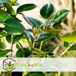 Camellia Japonica - Set Van 3 - Roze - Japanse Rozen - Pot 9cm - Hoogte 25-40cm -Prospeli Winkel 1000046921 0102