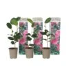 Camellia Japonica - Set Van 3 - Roze - Japanse Rozen - Pot 9cm - Hoogte 25-40cm