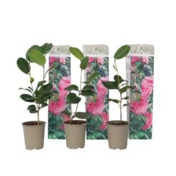 Camellia Japonica - Set Van 3 - Roze - Japanse Rozen - Pot 9cm - Hoogte 25-40cm