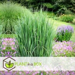 Panicum Virgatum - Panicum Northwind Siergras - Pot 23cm - Hoogte 40-60cm -Prospeli Winkel 1000046931 0102