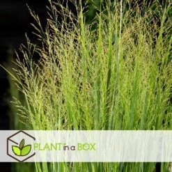 Panicum Virgatum - Panicum Northwind Siergras - Pot 23cm - Hoogte 40-60cm -Prospeli Winkel 1000046931 0103