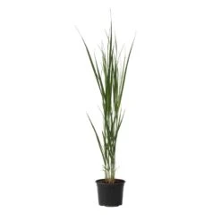 Panicum Virgatum - Panicum Northwind Siergras - Pot 23cm - Hoogte 40-60cm