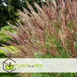 Miscanthus Sinensis Red Chief - Winterhard Siergras - Pot 23cm - Hoogte 40-60cm -Prospeli Winkel 1000046945 0102