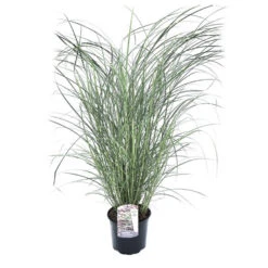Miscanthus Sinensis Red Chief - Winterhard Siergras - Pot 23cm - Hoogte 40-60cm