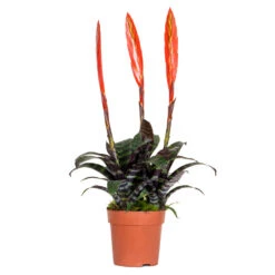 Vriesea Era – Fakkelbromelia – ⌀12 Cm – ↕40-50 Cm
