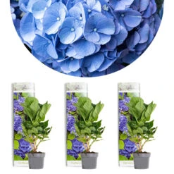3x Hydrangea 'Early Blue' – Hortensia – ⌀10,5 Cm - ↕20-25 Cm