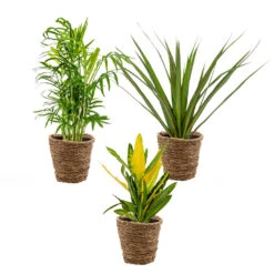 3x Tropische Kamerplanten Mix Incl. Mand – ⌀12 Cm - ↕ 25-40 Cm