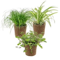 3x Huisdiervriendelijk Mix Incl. Mand - ⌀12 Cm -↕15-25 Cm