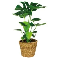 Monstera Deliciosa Incl. Siermand - Gatenplant - ⌀21 Cm - ↕70-80 Cm