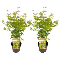 Japanese Maple 'Orange Lace' - Set Van 2 - Esdoorn - Pot 19 - Hoogte 60-70cm