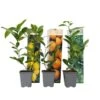 Citrus Mix - Set Van 3 - Citrus Fruitbomen - Pot 9cm - Hoogte 25-40cm 1 Citrus Mix - Set Van 3 - Citrus Fruitbomen - Pot 9cm - Hoogte 25-40cm -Prospeli Winkel 1000081954