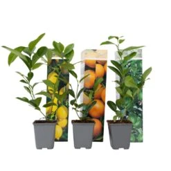 Citrus Mix - Set Van 3 - Citrus Fruitbomen - Pot 9cm - Hoogte 25-40cm
