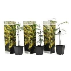 Acacia Dealbata Mimosa - Set Van 3 - Pot 9cm - Hoogte 25-40cm