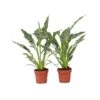Spathiphyllum Diamond - Set Van 2 - Luchtzuiverend - Pot 12cm - Hoogte 40-50cm -Prospeli Winkel 1000081965