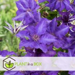 Clematis - Set Van 3 - Tuinplant - Paars - Klimplant - Pot 9cm - Hoogte 25-40cm -Prospeli Winkel 1000082000 0104