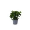 Gardenia Jasminoides - Witte Bloemen - Pot 13cm - Hoogte 20-30cm -Prospeli Winkel 1000082002