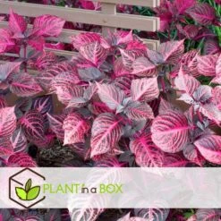 Iresine Herbstii 'Red' - Biefstukplant - Pot 13cm - Hoogte 20-30cm -Prospeli Winkel 1000082035 0103