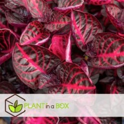 Iresine Herbstii 'Red' - Biefstukplant - Pot 13cm - Hoogte 20-30cm -Prospeli Winkel 1000082035 0104