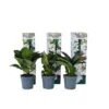 Hortensia Teller - Set Van 6 - Wit - Tuinhortensia - Pot 9cm - Hoogte 25-40cm -Prospeli Winkel 1000082043