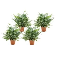 Phlebodium Aureum Blue Star - Set Van 4 - Blauwvaren - Pot 17cm - Hoogte 40-50cm