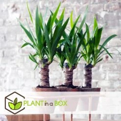 Yucca Elephantipes - Set Van 2 - Kamerpalm - Pot 21cm - Hoogte 70-80cm 8 Yucca Elephantipes - Set Van 2 - Kamerpalm - Pot 21cm - Hoogte 70-80cm -Prospeli Winkel 1000082111 0102