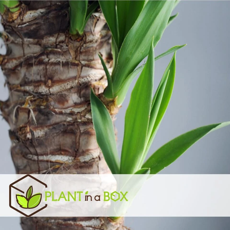 Yucca Elephantipes - Set Van 2 - Kamerpalm - Pot 21cm - Hoogte 70-80cm 6 Yucca Elephantipes - Set Van 2 - Kamerpalm - Pot 21cm - Hoogte 70-80cm - Afbeelding 4