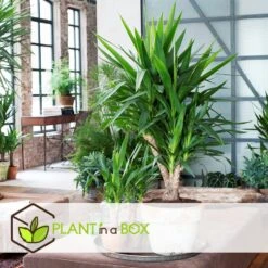 Prospeli Winkel -Prospeli Winkel 1000082111 0105