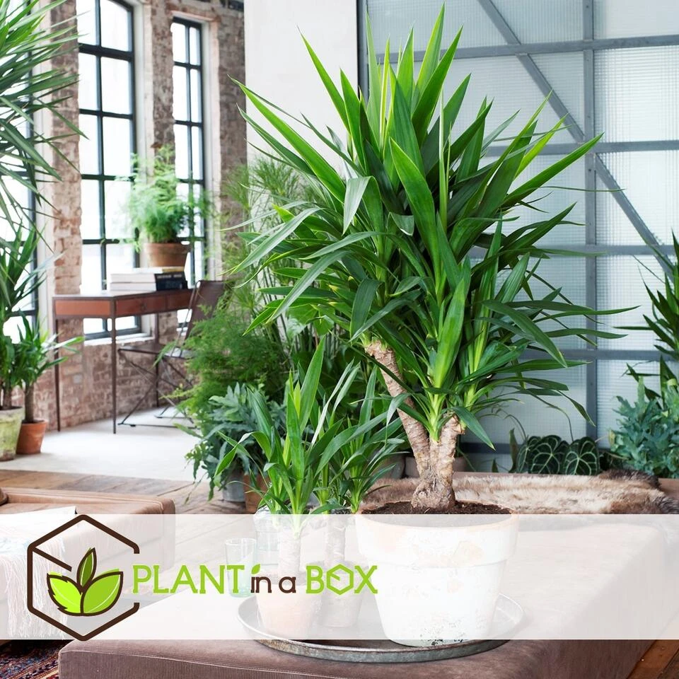 Yucca Elephantipes - Set Van 2 - Kamerpalm - Pot 21cm - Hoogte 70-80cm 4 Yucca Elephantipes - Set Van 2 - Kamerpalm - Pot 21cm - Hoogte 70-80cm - Afbeelding 2