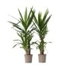 Yucca Elephantipes - Set Van 2 - Kamerpalm - Pot 21cm - Hoogte 70-80cm -Prospeli Winkel 1000082111