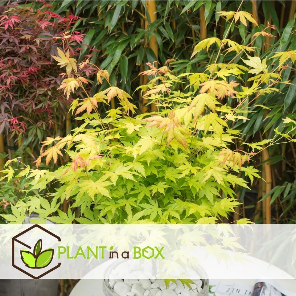 Acer 'Orange Dream' - Japanse Esdoorn - Pot 19cm - Hoogte 60-70cm 4 Acer 'Orange Dream' - Japanse Esdoorn - Pot 19cm - Hoogte 60-70cm - Afbeelding 2