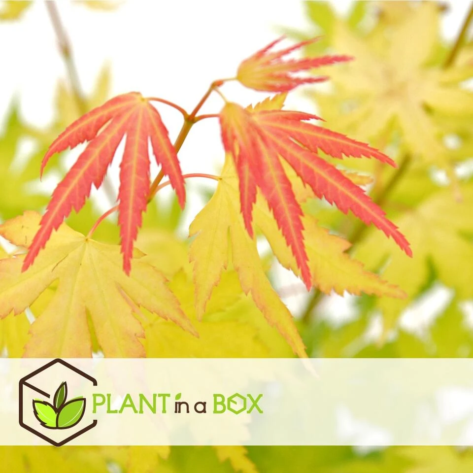 Acer 'Orange Dream' - Japanse Esdoorn - Pot 19cm - Hoogte 60-70cm 5 Acer 'Orange Dream' - Japanse Esdoorn - Pot 19cm - Hoogte 60-70cm - Afbeelding 3