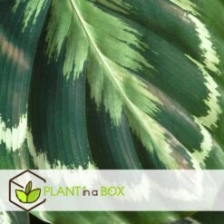 Prospeli Winkel -Prospeli Winkel 1000082126 0102