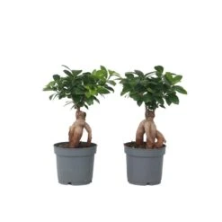 Ficus Ginseng - Japanse Bonsai - Set Van 4 - Pot 12cm - Hoogte 30-40cm