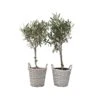 Olea Europaea - Set Van 2 - Olijfboom Stam In Mand - Pot 14cm - Hoogte 45-55cm -Prospeli Winkel 1000082155