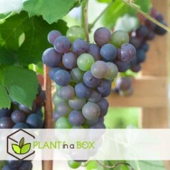 Druivenplanten - Set Van 3 - Vitis Vinifera - Blauw - Pot 9cm - Hoogte 25-40cm -Prospeli Winkel 1000082174 0104